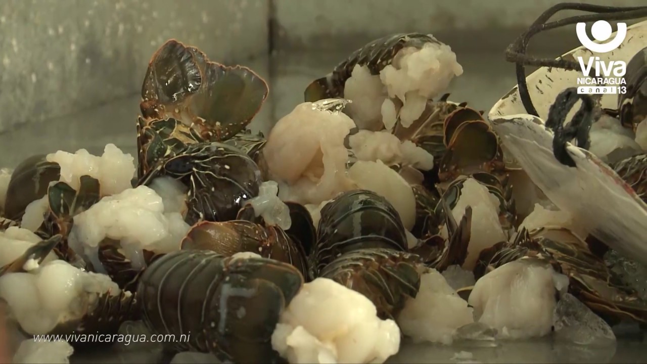 canal 13 fugitiva INPESCA registra un incremento de las exportaciones pesqueras