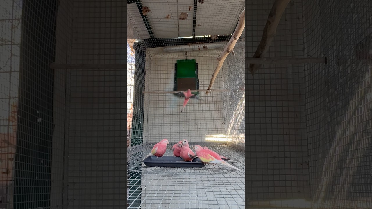 Bourke Opalino and Rubino Mutation - Young 2024 from Neophema Paradise