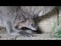 У кенгуру Валлаби родился малыш, которого уже можно увидеть. Тайган. Kangaroo Cub. Taigan