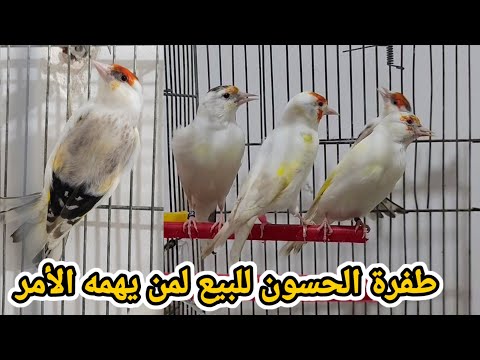 مع أخوكم ناصر الصدق و المصداقية دخول دفعة جديدة خاصة بطفرة الحسون لمن يهمه الأمر السعر في المتناول