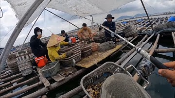 Trải nghiệm câu cá dì bông, nâu, tráp,đù, ngát ở làng bè long sơn 2 ngày|Fishing