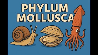 Phylum mollusca part 4 