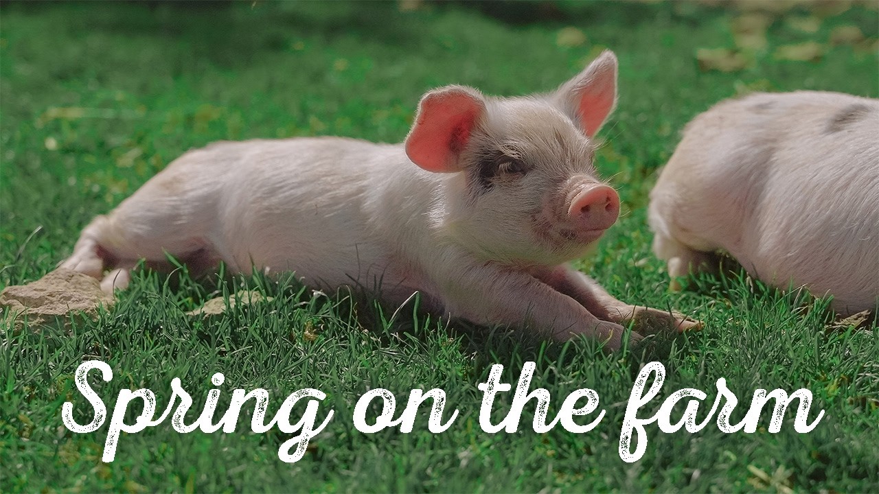 Spring on our Farm in the Cotswolds