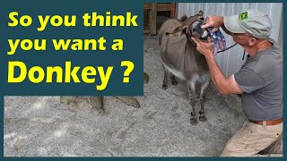 So you think you want a Donkey ?