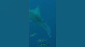 Mực Đại Dương #độngvậthoangdã #dongvat