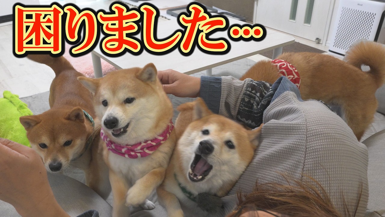 This is the first time this has ever happenedthe Shiba Inus won