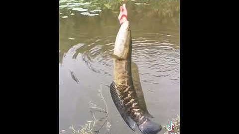 câu cá lóc khủng bằng mồi giả gật là dính