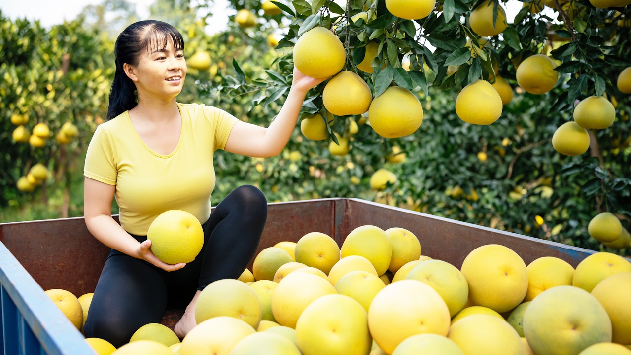 Use 3-wheeled Vehicle Harvesting Many Grapefruit Goes To Countryside Market Sell - Farm Life