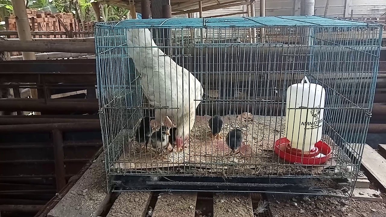 ternak ayam 