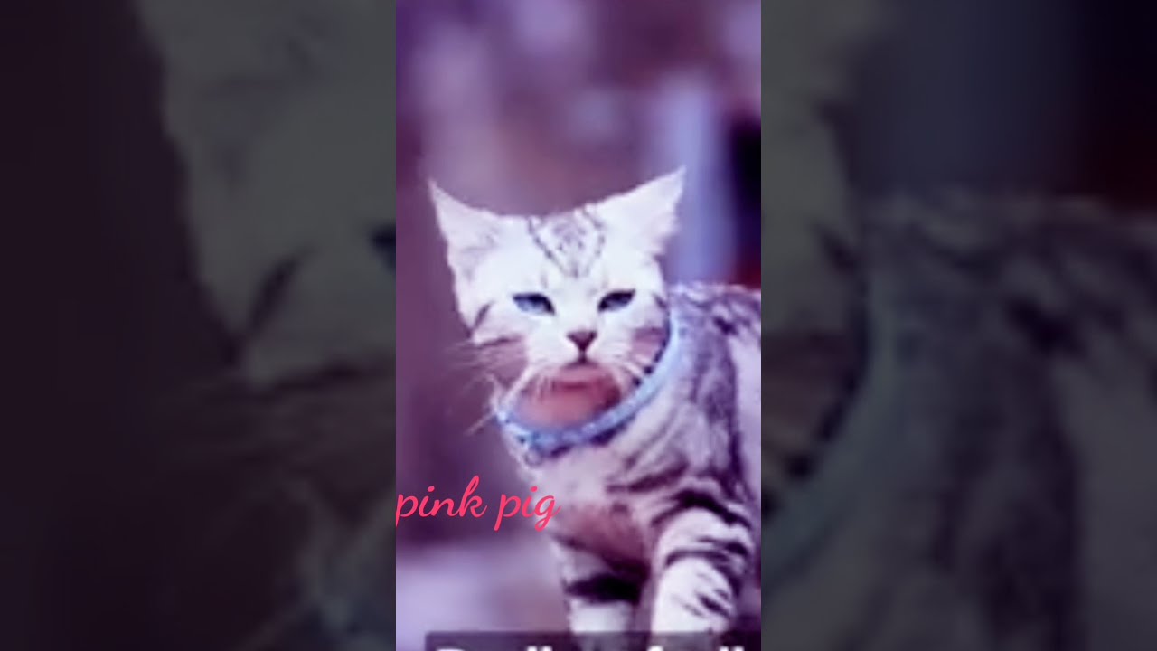 Cats status/cute cat status /Very beautiful nice cat/ new WhatsApp