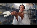 The Egyptian pigeon - للبيع مجموعة حمام كبيره***البلق القشر بندق**الغزار الابلق القشر بندق