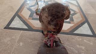 Shaheen Falcon cracking bones @pakfalconrynature