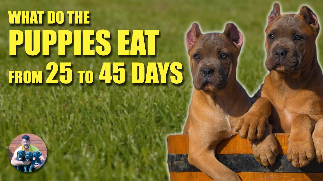 what to feed a 45 days old puppy