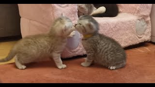 Kitten Betty and her 4 brothers explore the world around them 🐈😻