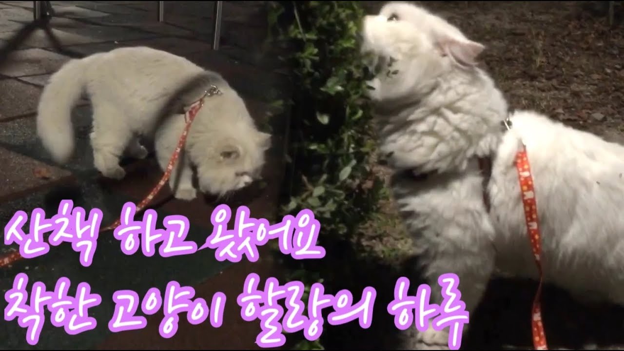 산책냥 개냥이 할랑의 즐거운 하루🌸산책 후 고양이 목욕(Feat.목욕도 잘하는 착한 고양이) 