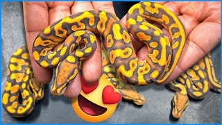 These Snakes Are Unreal! Hypo Dg Combos