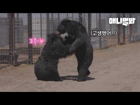 곰들은 서로를 보자마자 부둥켜 안았다ㅣBears Meet The World Outside The <strong>Cage</strong> For The First Time
