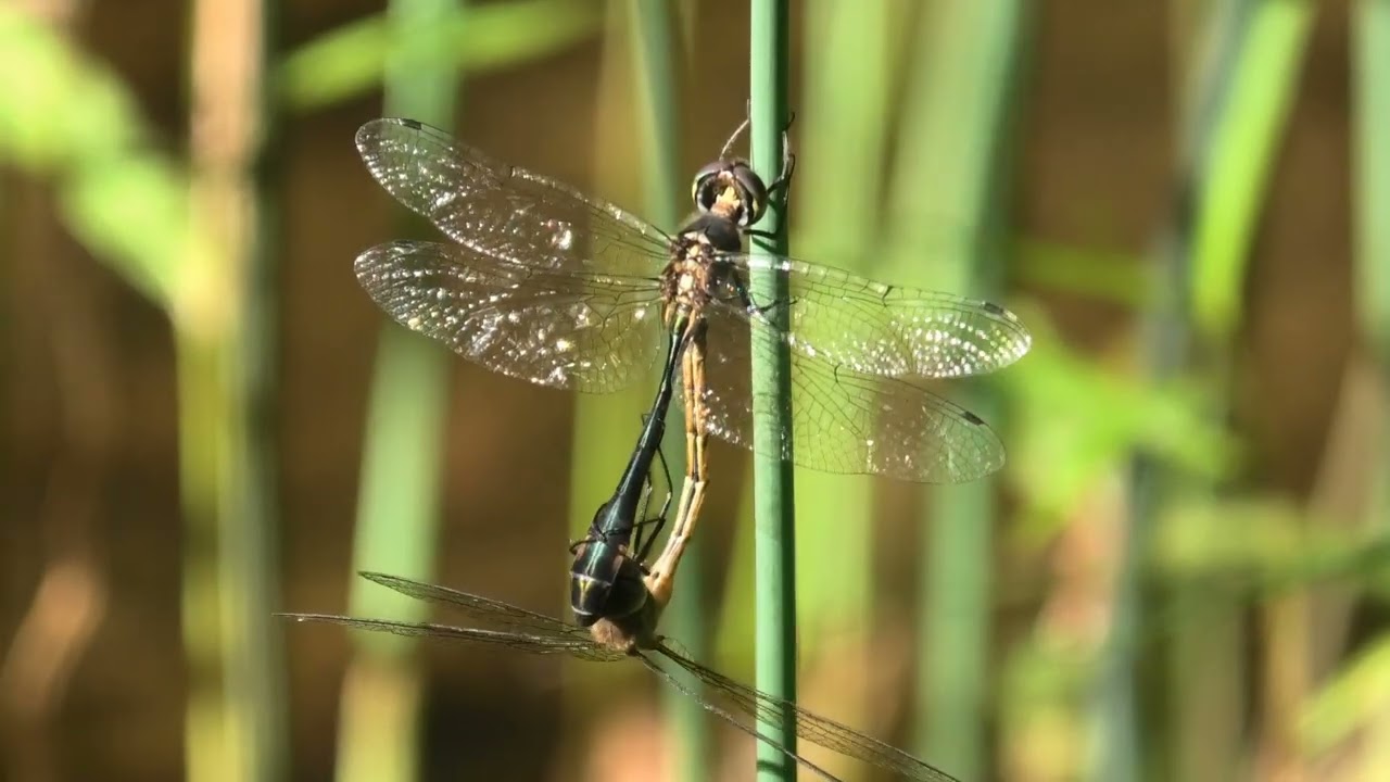 Fat-bellied Emerald 3