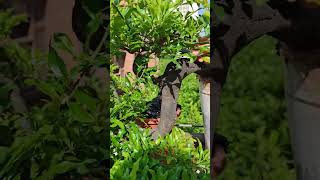 金弹子控制顶端#盆景#金弹子Top Pruning of Gold Bullet #Bonsai#GoldBullet