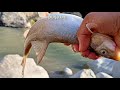 Fishing Videos | himalayan trout fishing | fishing in Nepal |  purja cm