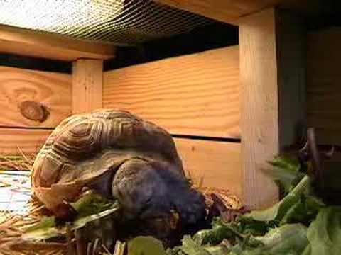 Sulcata Tortoise eating
