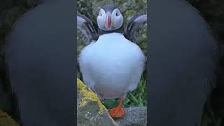 Lunga Island : Birds Paradise