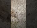 Dettagli soffitto Is Piluncas