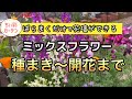 簡単に花壇ができるミックスフラワー!種まきから開花まで!!︎