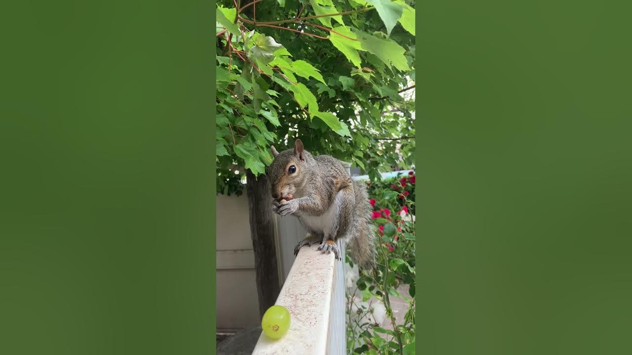 Squirrel's Ultimate Choice Grape or Pistachio? YouTube