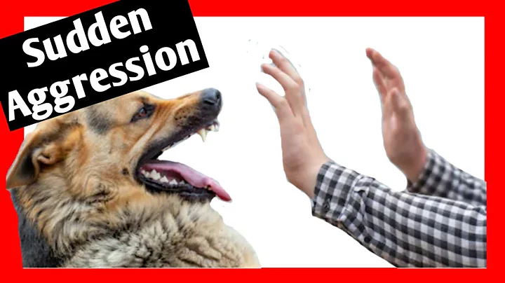 “Why is my dog SUDDENLY aggressive towards me?” – Dog Trainer Explains - DayDayNews