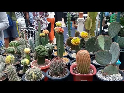 Video: Mga Uri ng Cactus Para sa Hardin - Paggamit ng Cactus Landscaping