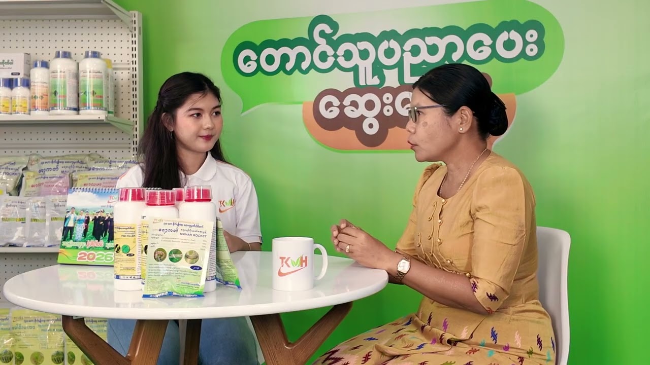 ပွင့်ထွေး သီးလုံးဖောက်ပိုး မကျအောင် သတိပြုသင့်သည့် အချက်များ