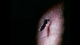 Buck Gooter - As Worms