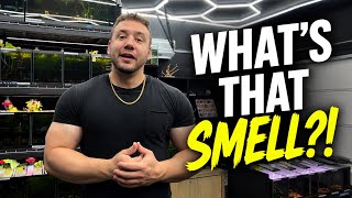 STOP the STINK! 5 Reasons Your Fish Tank Smells! | 10 Gallon Fish Tanks