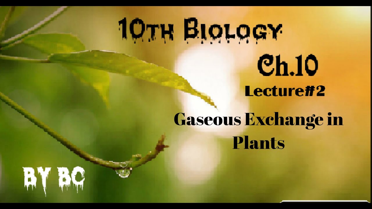 How Gaseous exchange takes place in Plants. Lecture2(10th BIOLOGY chapter10 Gaseous Exchange