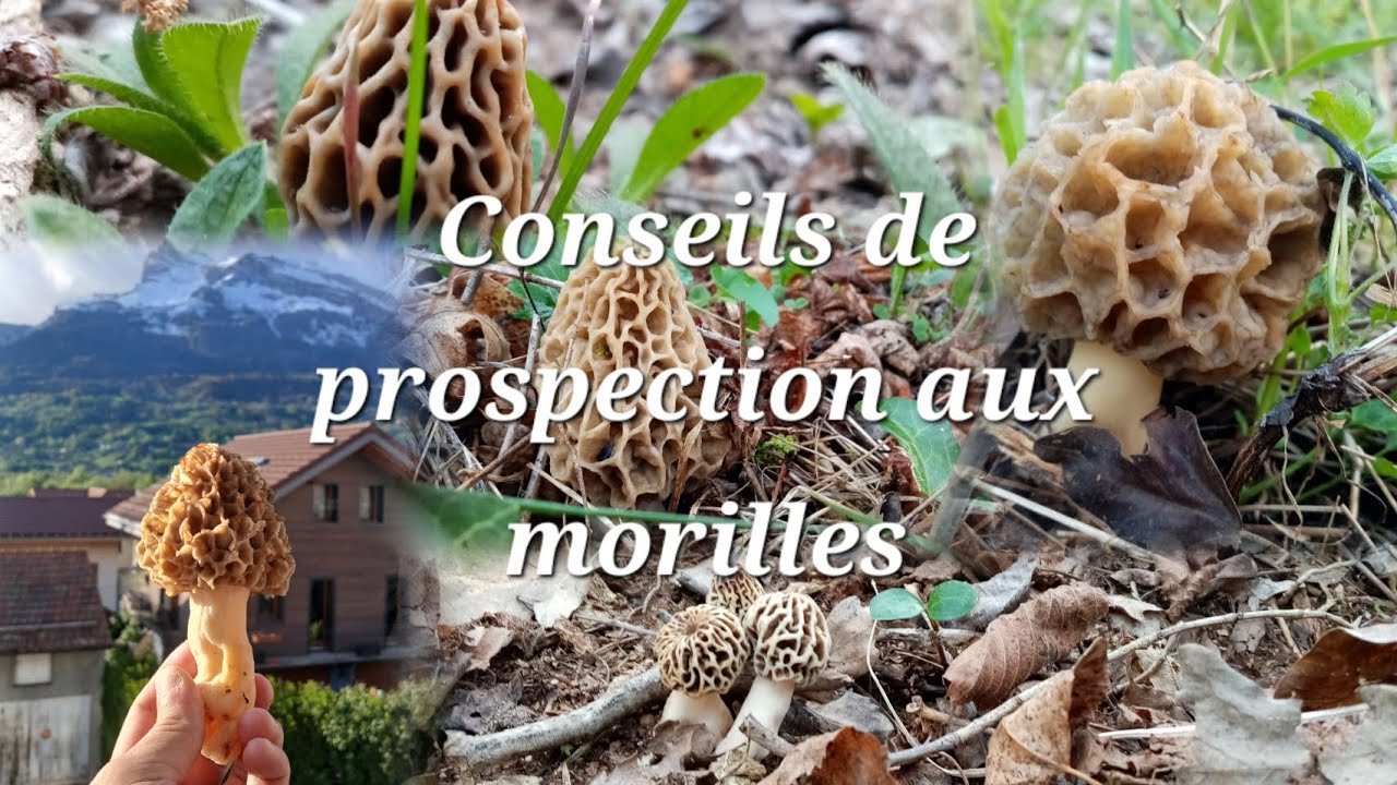 Morilles 2025, mes conseils de prospection pour trouver un max de morilles🍄🤔