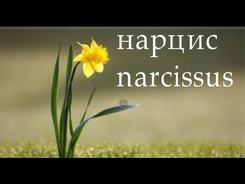 Нарцис, як намалювати нарцис, #draw, як намалювати квітку нарцис олівцем крок за кроком - YouTube