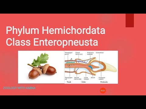 Phylum Hemichordata Class