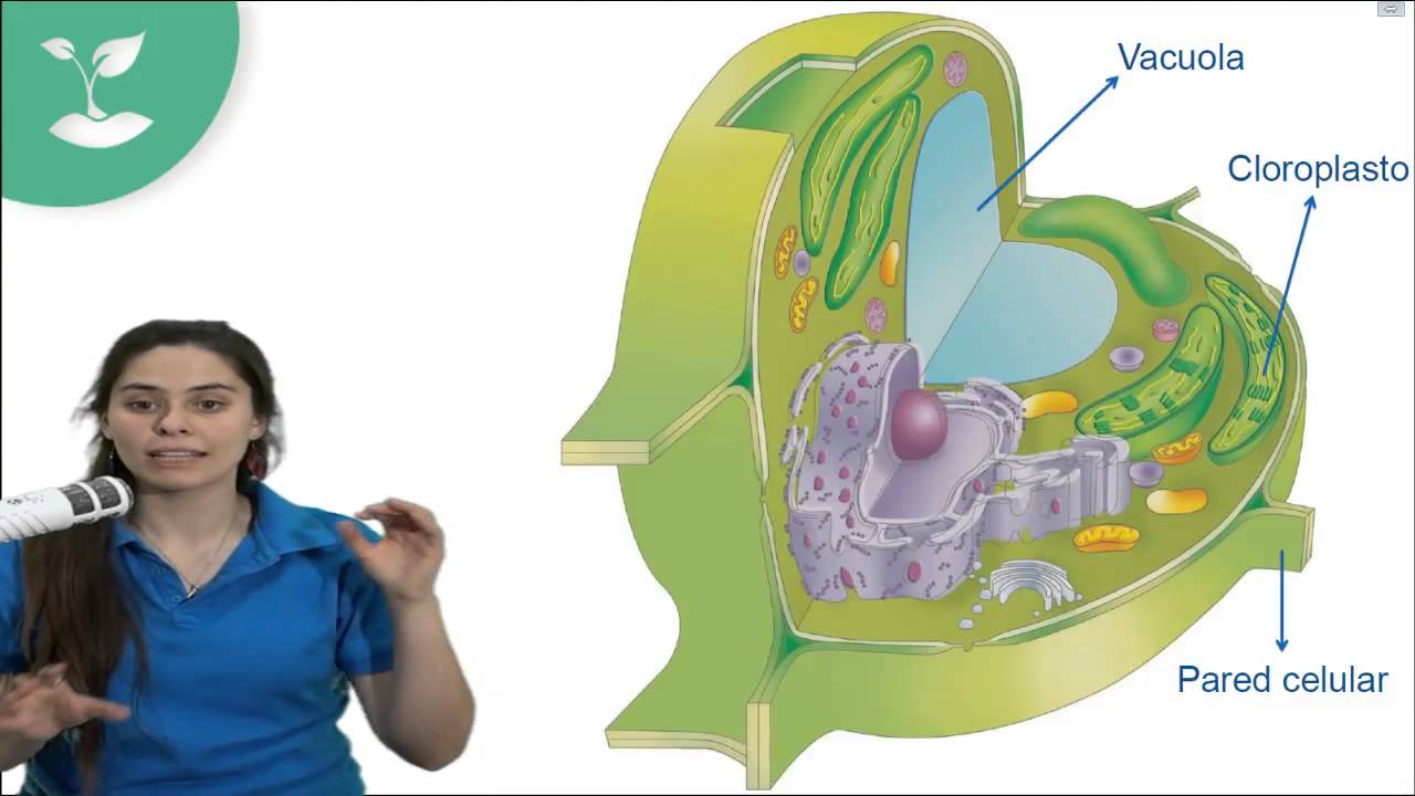 CLASE 29 Biología PSU 2015: Ejercicios clases online gratis