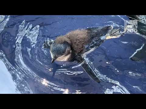 First Swim for