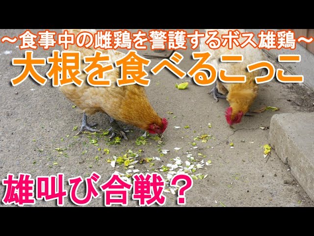 大根を食べるニワトリ～食事中の名古屋コーチン雌鶏を警護するボス雄鶏