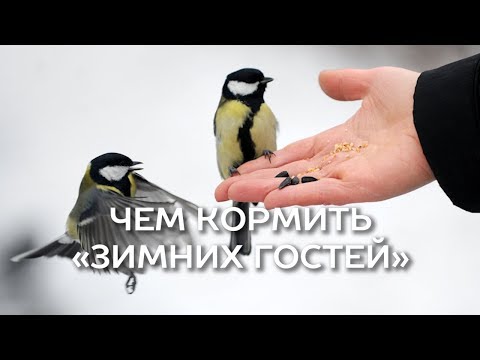 Чем кормить синичек