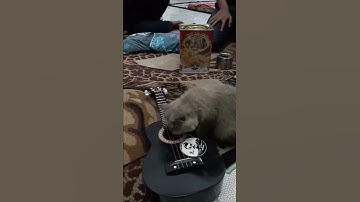 Thumbnail of Cat playing ukulele😂