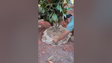 How To Plant Large Burlap Trees