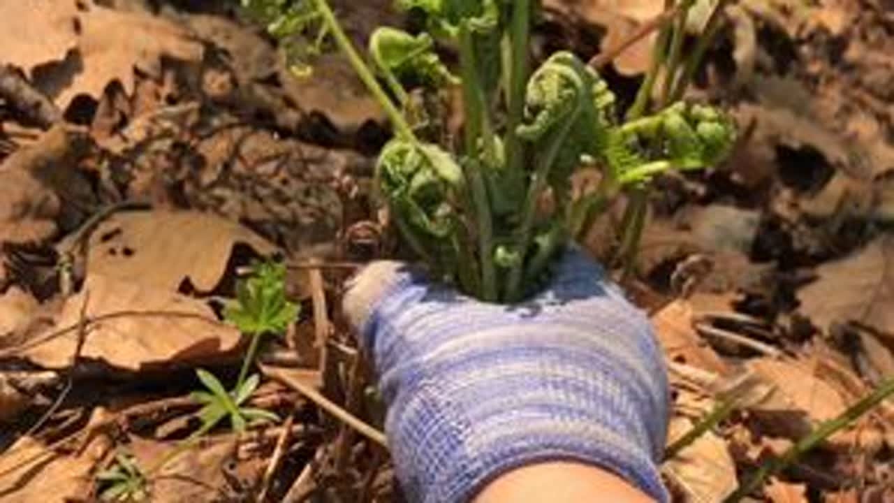 今天老热了，上山溜达一圈，没看见一个人，真消停啊，猴腿都老了，想吃的等来年吧……#记录我的农村生活 #纯绿色蔬菜 #猴腿菜