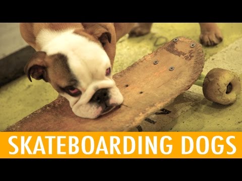 Skateboarding Dog Cafe (KWOW #179)