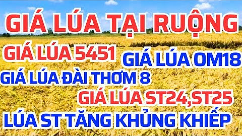 Giá lúa gạo hôm nay 11/12/2025 giá lúa st24,25 tăng khủng khiếp