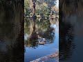 Peaceful Morning with Perth’s Native Ducks 🦆