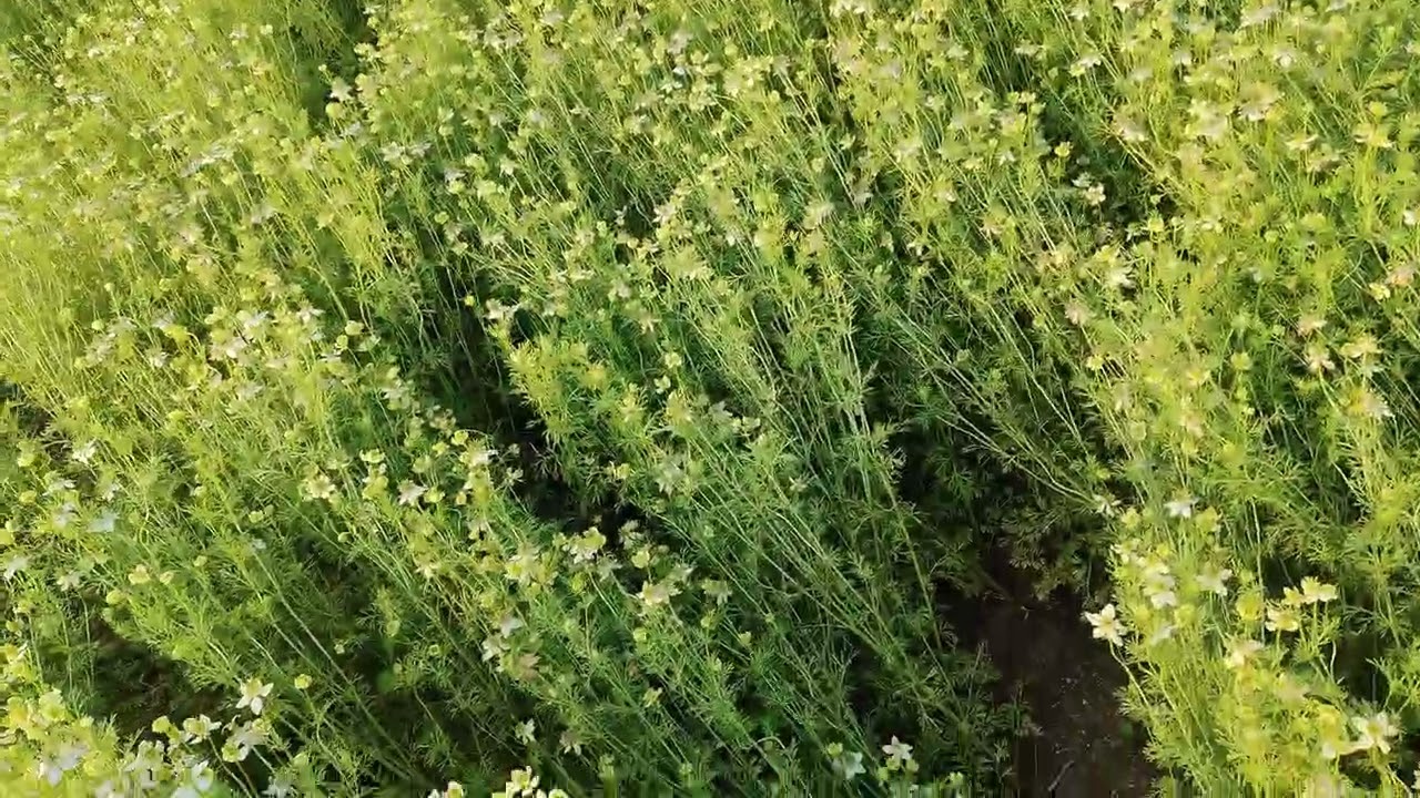 Kalonji ki kheti kaise karen Puri jankari #kalonjiseeds #agriculture #nature #farming 