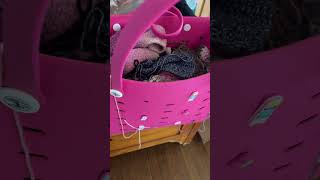 These are the best project crochet bags #crochet #bag